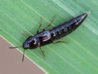 Mycetoporus sp.
