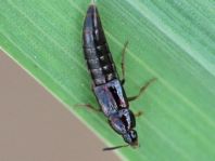 Mycetoporus sp.