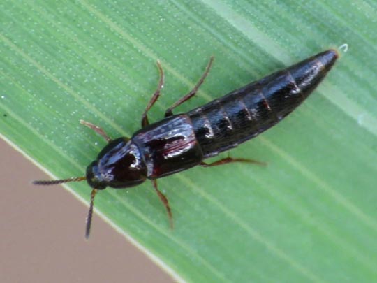 Mycetoporus sp.