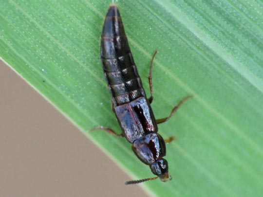 Mycetoporus sp.