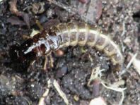 Ocypus sp.
