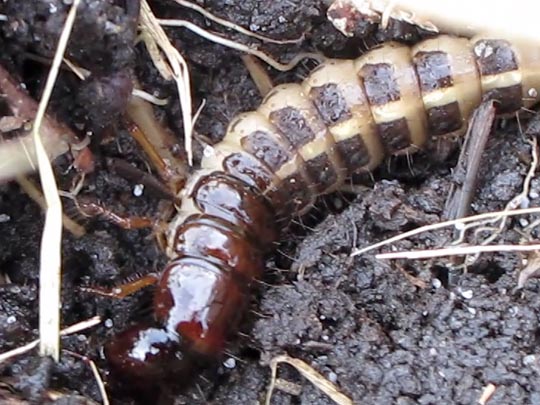 Ocypus cf. olens