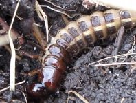 Ocypus cf. olens