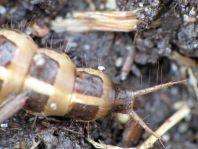 Ocypus cf. olens