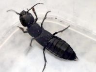 Ocypus olens