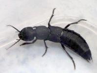 Ocypus olens