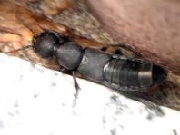 Ocypus olens