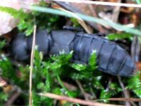 Ocypus olens