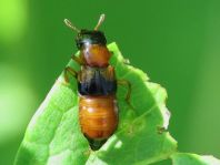 Oxyporus rufus