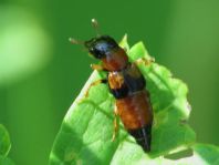 Oxyporus rufus