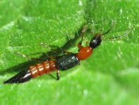 Paederus riparius