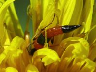 Paederus