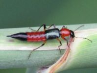 Paederus cf. fuscipes