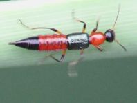 Paederus cf. fuscipes