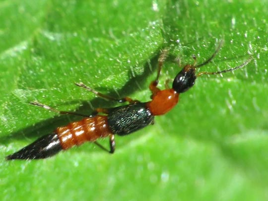 Paederus riparius