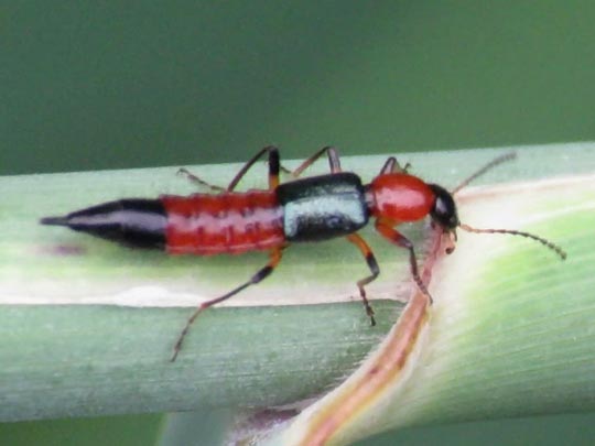 Paederus cf. fuscipes