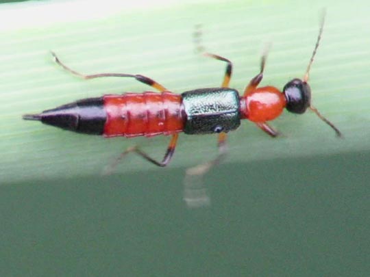 Paederus cf. fuscipes
