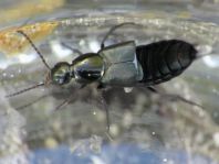 Philonthus cognatus