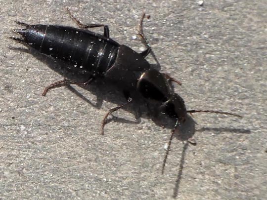 Philonthus sp.