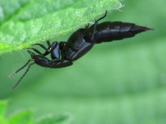 Philonthus cognatus