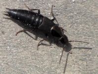 Philonthus sp.