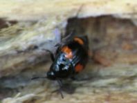 Scaphidium quadrimaculatum