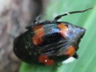 Scaphidium quadrimaculatum