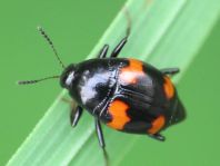 Scaphidium quadrimaculatum