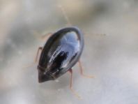 Scaphisoma sp.