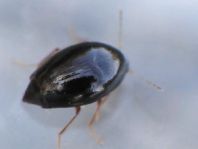 Scaphisoma sp.