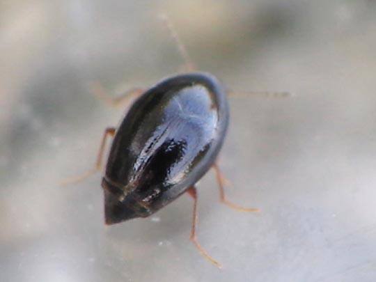 Scaphisoma sp.
