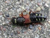 Staphylinus erythropterus