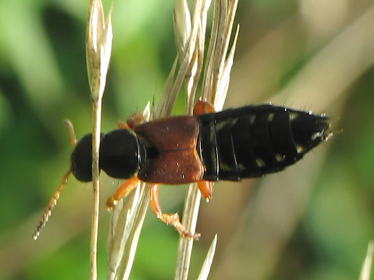 Staphylinus dimidiaticornis