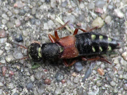 Staphylinus erythropterus