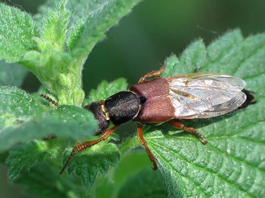 Staphylinus dimidiaticornis
