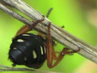 Staphylinus dimidiaticornis