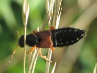 Staphylinus dimidiaticornis