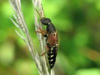 Staphylinus dimidiaticornis
