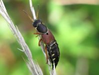 Staphylinus dimidiaticornis