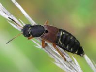 Staphylinus dimidiaticornis