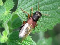 Staphylinus dimidiaticornis