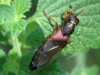 Staphylinus dimidiaticornis