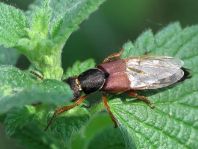 Staphylinus dimidiaticornis