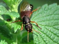 Staphylinus dimidiaticornis
