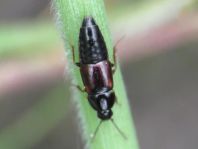 Tachinus sp.