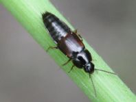 Tachinus sp.