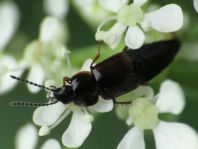 Tachinus sp.