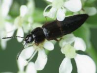 Tachinus sp.