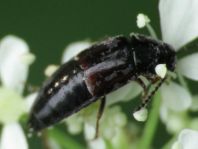 Tachinus sp.