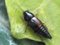 Tachinus sp.